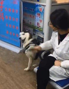 搞笑动图GIF图片：别闹，我和她闹着要呢！