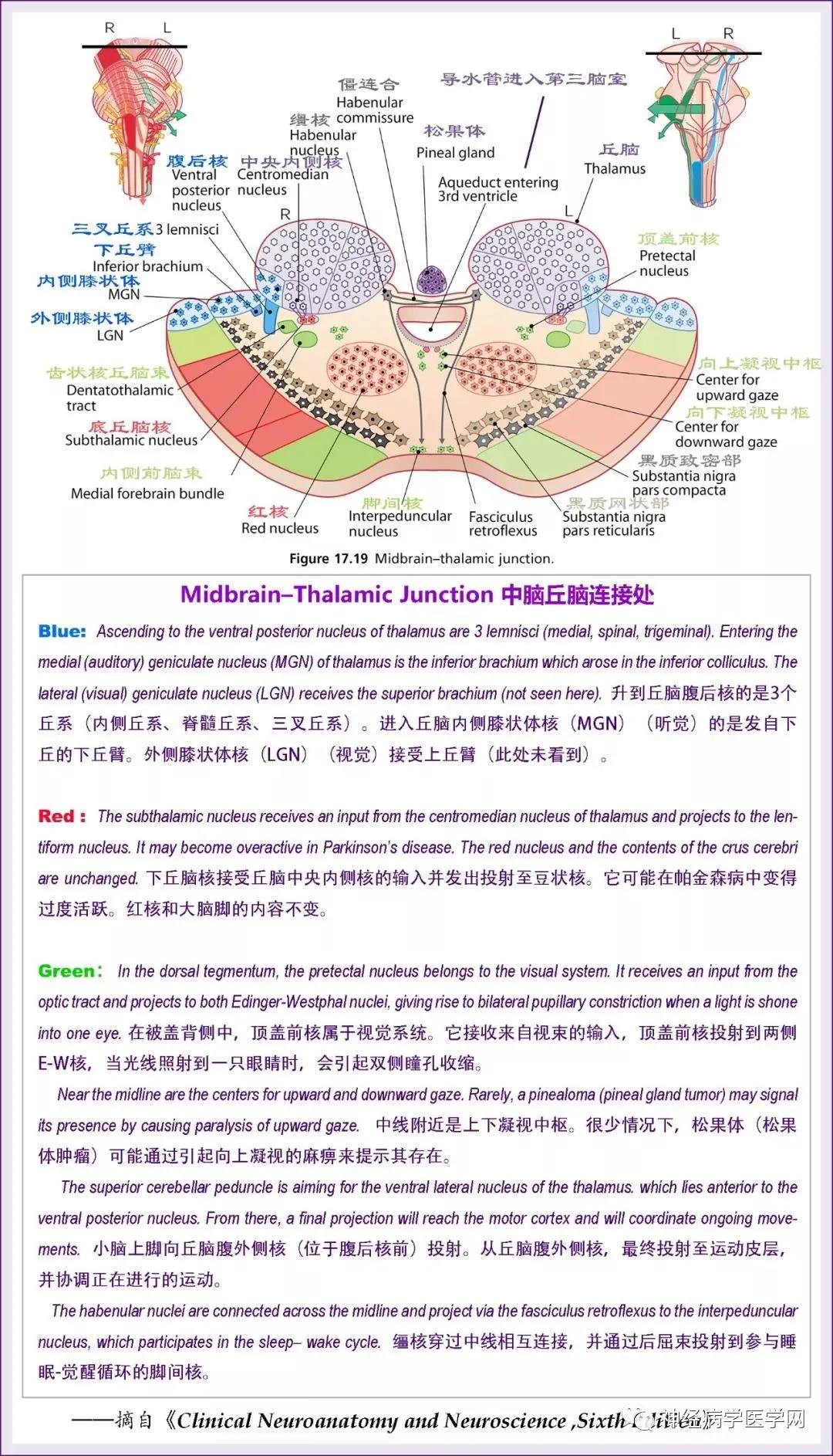 Detailed Explanations Of The Anatomical Levels And Functions Of The Ten ...