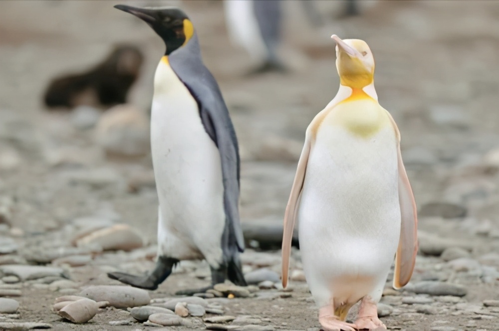 The world's first gold penguin appears, may be suffering from albinism ...