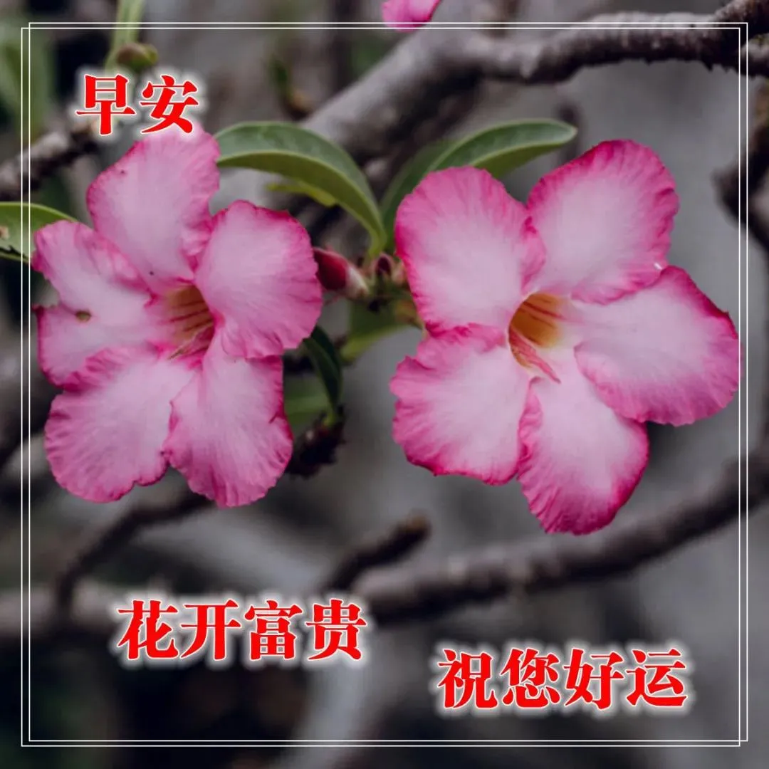 秋季秋日漂亮好看的早上好鲜花动态表情图片带字