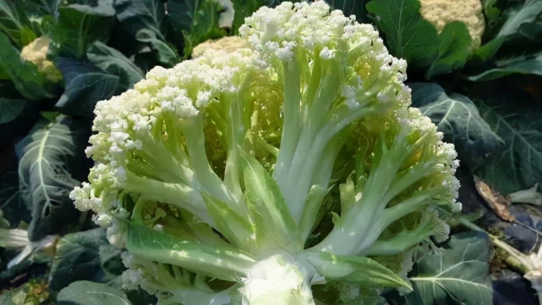 Can't eat white radish for thyroid nodules?If you want to dissipate the