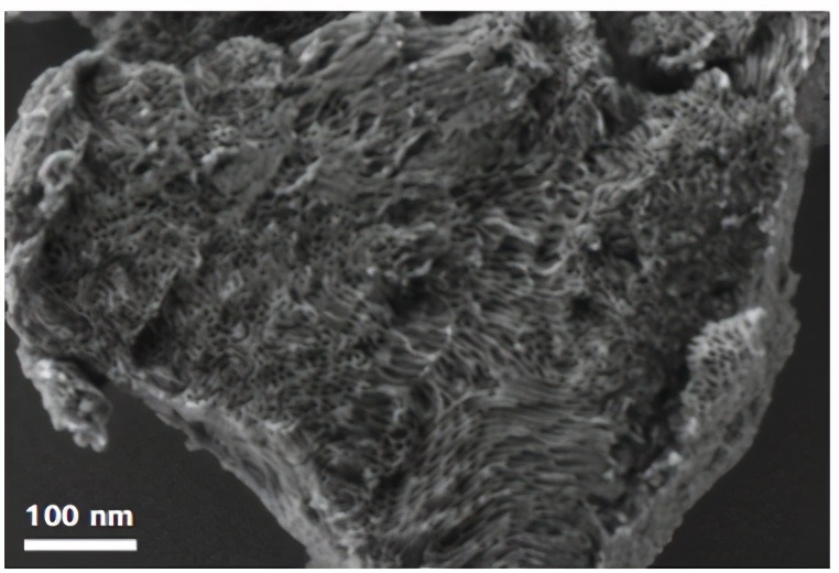 The magical micro world presented under the electron microscope - iNEWS