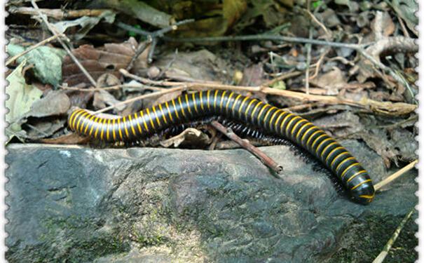 Malu Insects Malu is also called comb worm and millipede. When touched, it curls its ...