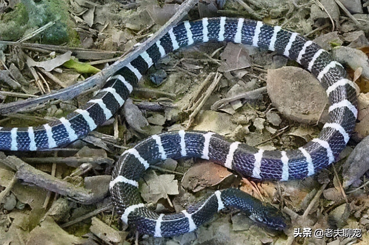 200,000 people are bitten by poisonous snakes every year! Do you