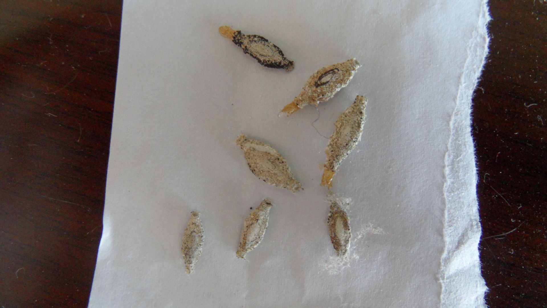 This kind of bugs will eat clothing and mothballs can play a certain