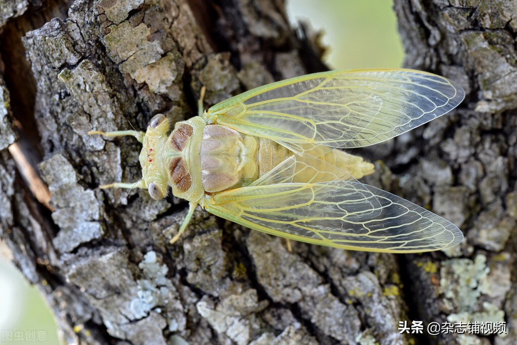 Why does the cicada keep screaming so loudly? - iNEWS