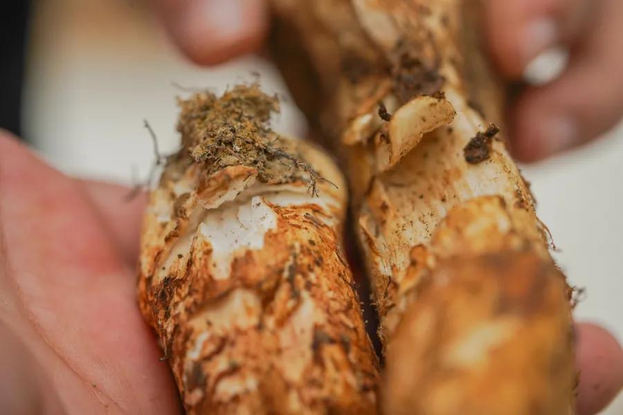 Which is better, Chinese matsutake or Japanese matsutake? iNEWS