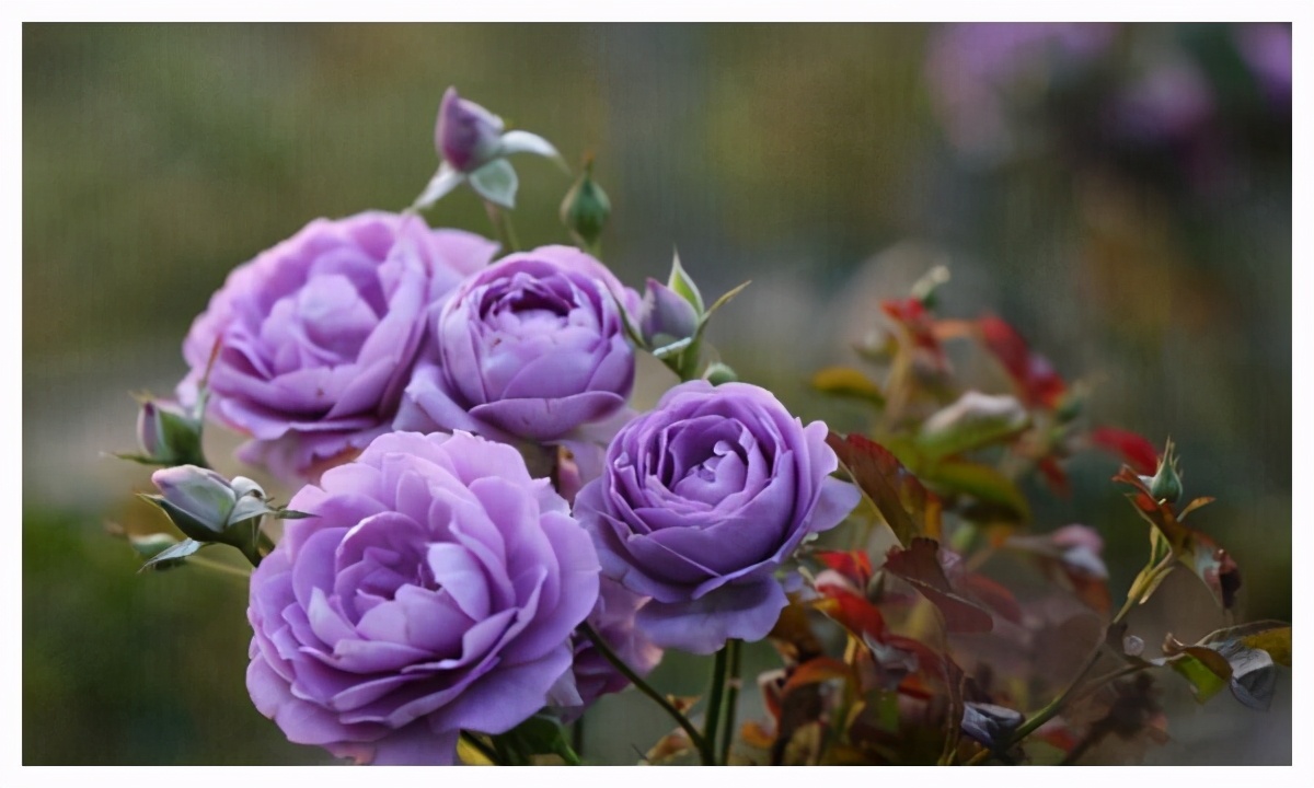 These three "blue series" roses grow wildly in water, noble and romantic, suitable for variety