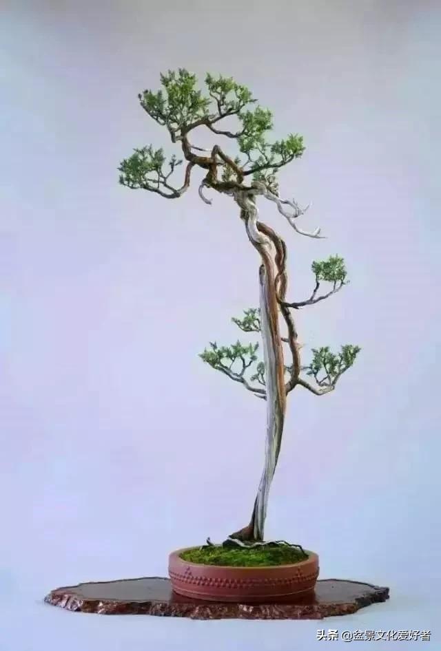 The most beautiful literati bonsai, incredible iNEWS