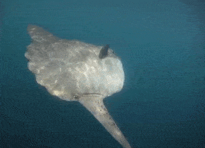 Why is the sunfish that won't escape even if it is bitten? - iNEWS
