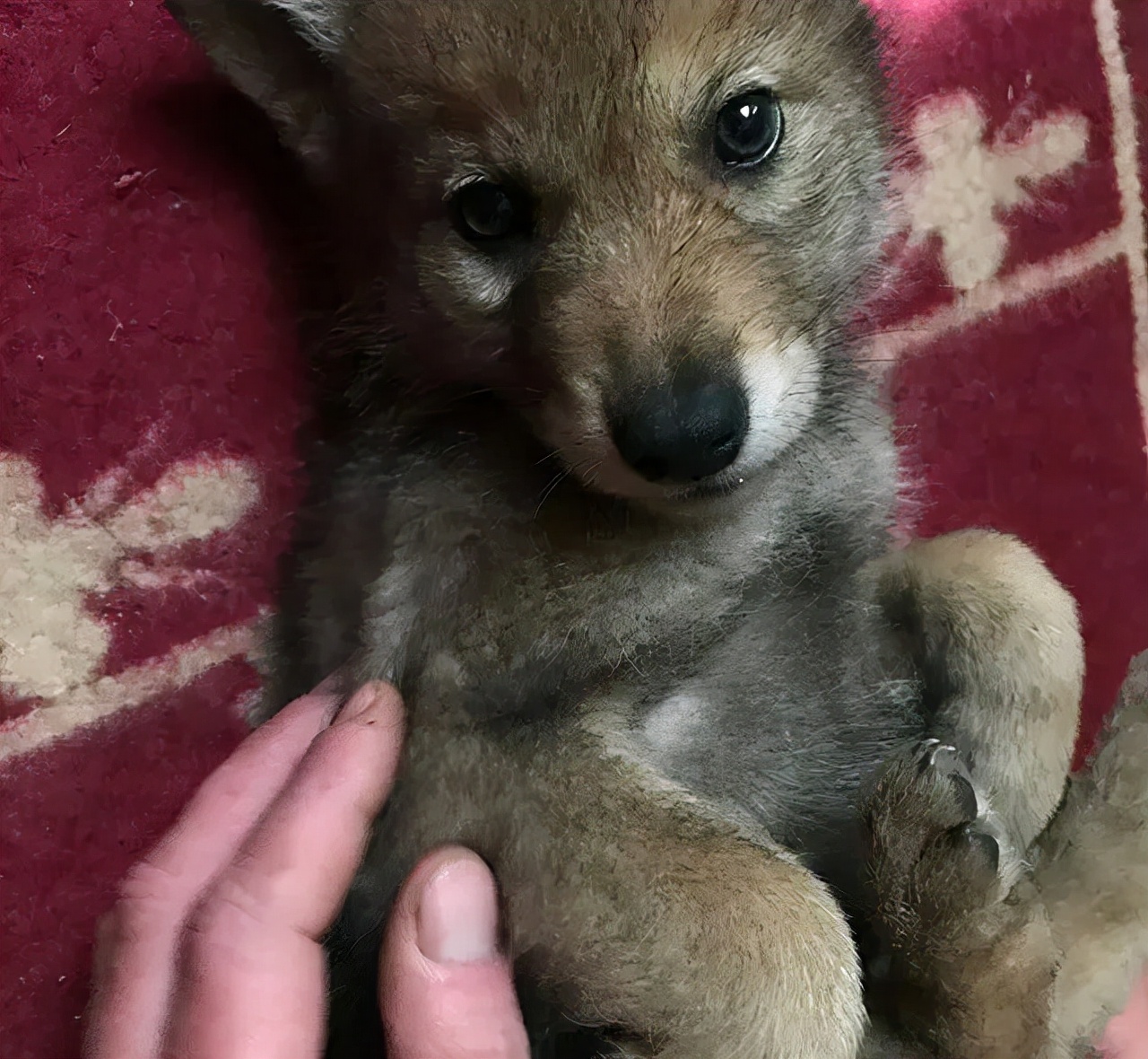 Unable to bear the baby wolf starving to death, he relented and took it ...