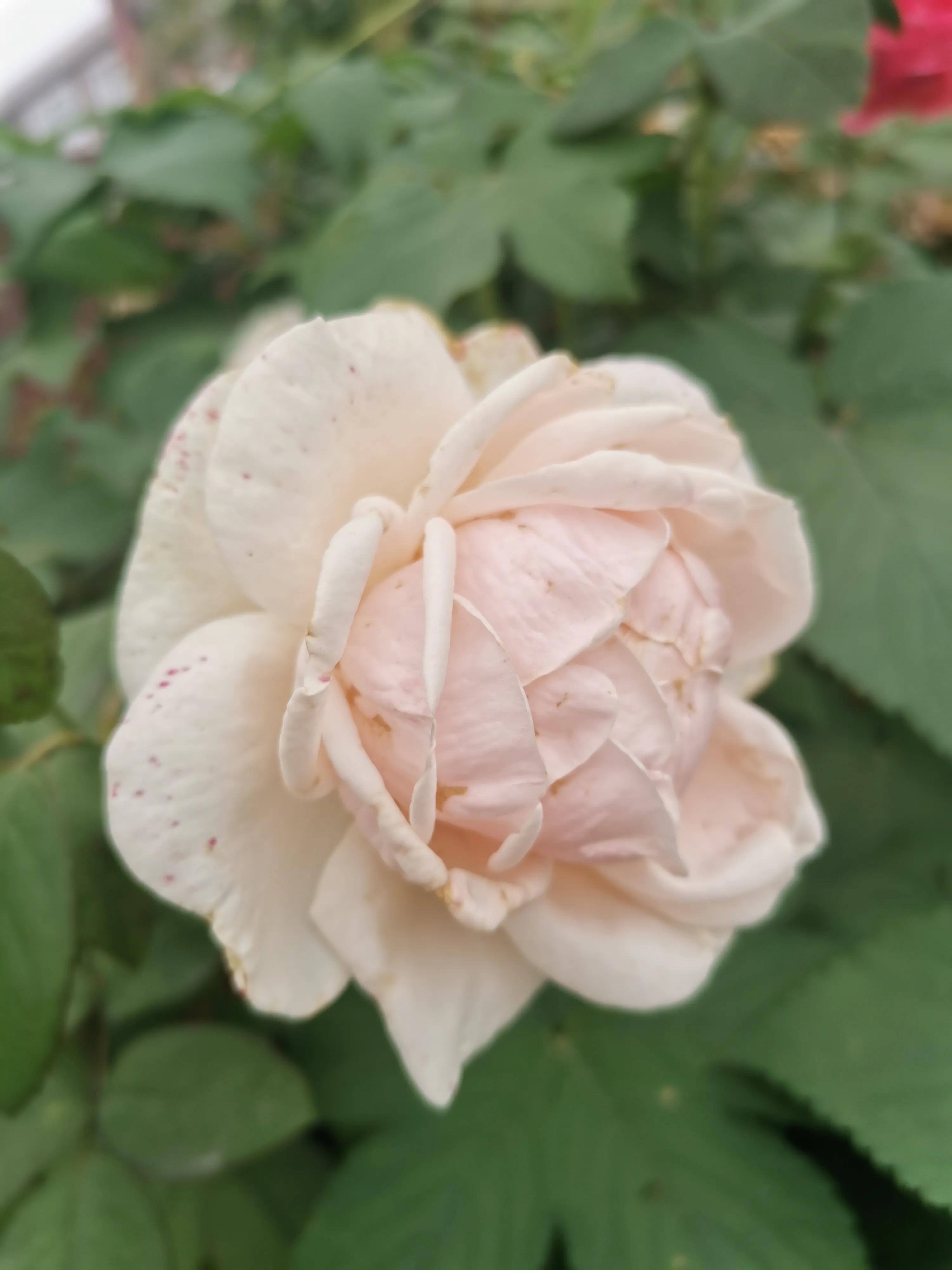 The wind can enter, the rain can enter, the king cannot enter, is it ...