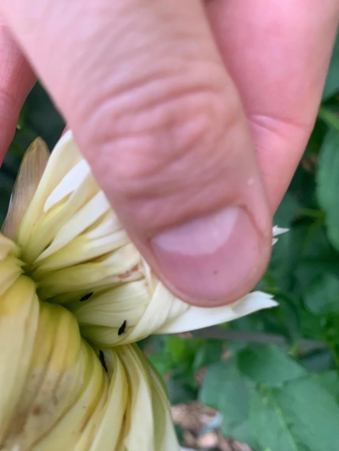 Dahlias do not bloom in summer and have more yellow leaves. Learn these